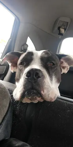 Pet boarding service Willamette Animal Guild (WAG) Spay/Neuter & Wellness Clinic Eugene