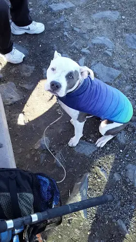 Dog day care center Springdale Kennels Santa Clara