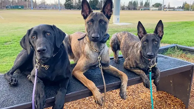 Dog trainer Consistent k9 Sacramento