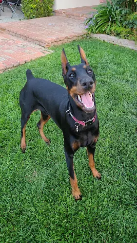 Dog trainer A Paw Above Dog Training Santa Clarita