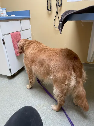 Pet vet Summer Hills Veterinary Hospital Roseville