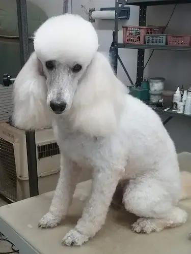 Pet boarding service Bow-Wow Barber Riverside