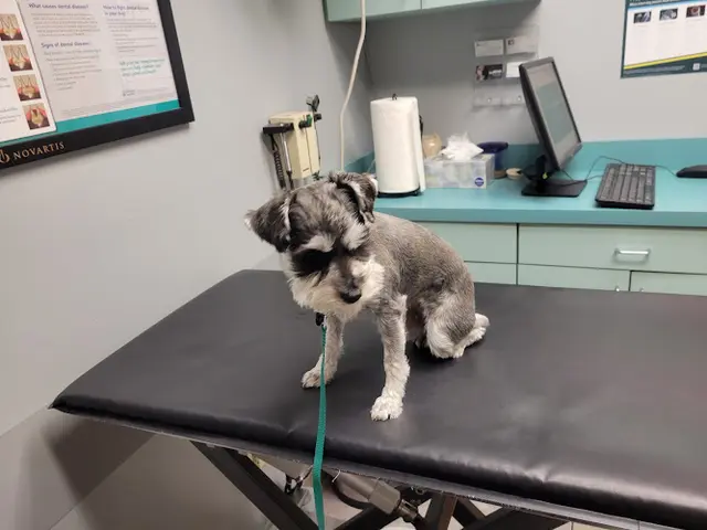 Pet vet Adobe Pet Hospital Livermore