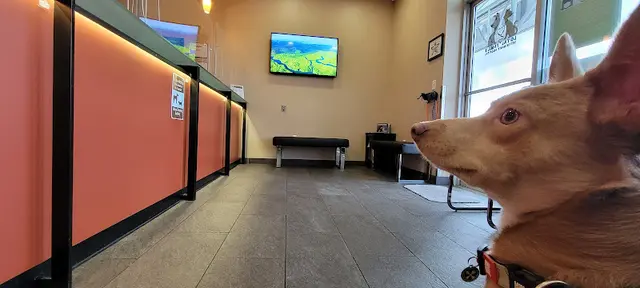 Pet boarding service Loyal Family Veterinary Hospital Bellevue
