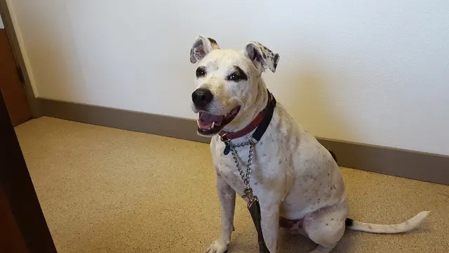 Pet boarding service VCA Snohomish Animal Hospital Everett
