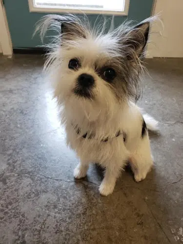 Pet boarding service Pup Panache Portland