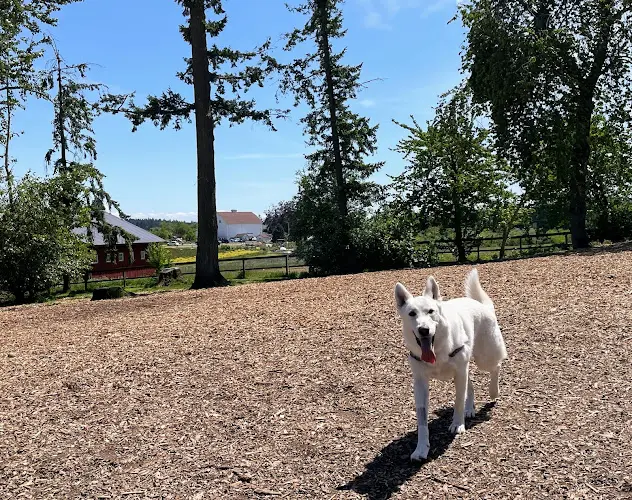 Dog Park Hazelia Dog Park Gresham