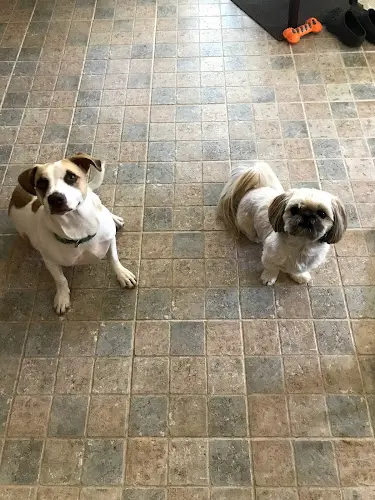 Dog day care center Animal Manners Sacramento