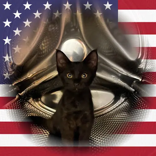 Rescue & Shelter Cat Adoption Los Angeles - Furry Friends Los Angeles