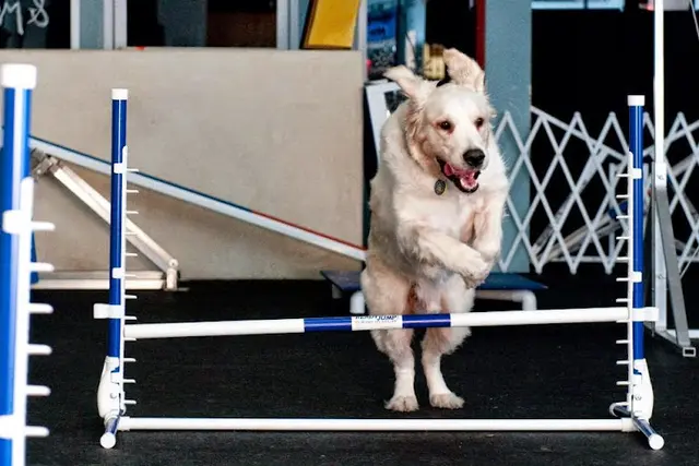 Dog trainer Zoom Room Dog Training Los Angeles
