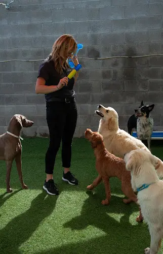 Dog trainer Folsom Dog Resort & Training Center Sacramento