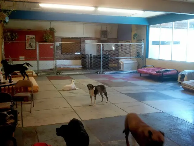 Dog day care center 3 Dogs Boarding and Daycare Portland