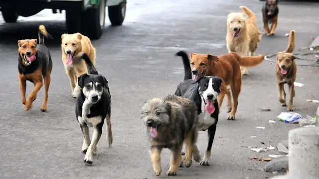Dog day care center Elliotts For Pets Riverside