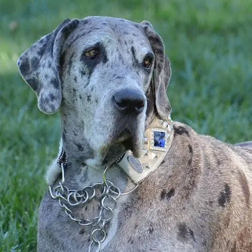 Pet boarding service Bella K9 Bling Temecula