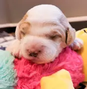 Dog breeder Kayla's Sheepadoodles Spokane
