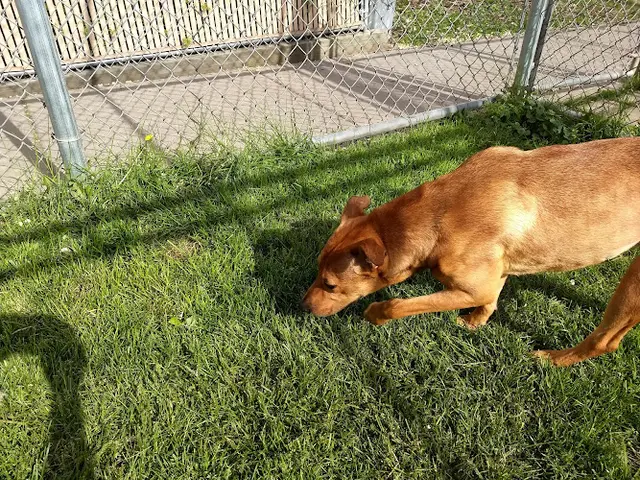 Dog day care center SpokAnimal Spokane