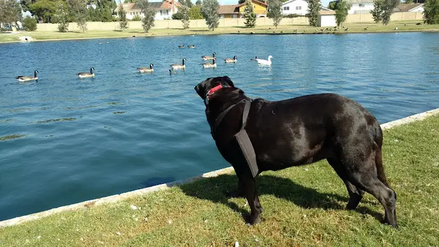 Dog Park Greer Park Huntington Beach