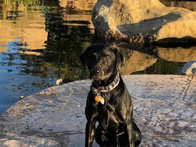 Dog breeder Marble Mountain Kennels El Monte