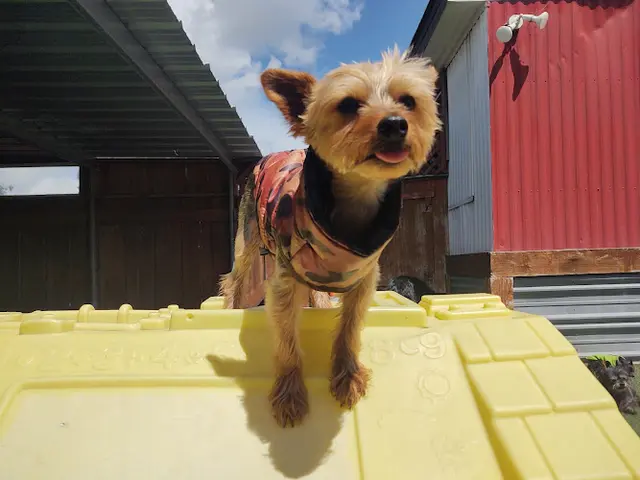 Dog day care center Play Dog Play Vallejo