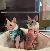 Rescue & Shelter Animal Care Services Corona