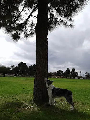 Dog Park Via Marina Park Ventura