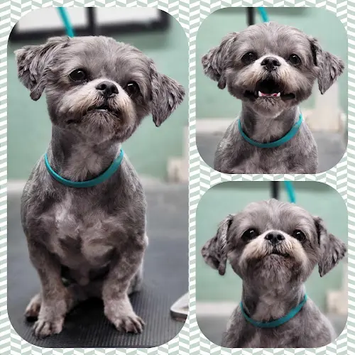 Dog Grooming That Grooming Place Spokane Valley