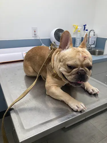 Pet vet Cahuenga Veterinary Hospital Burbank