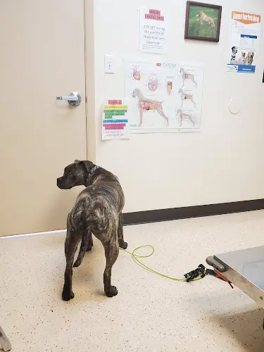 Pet vet A Valley Animal Hospital Kent
