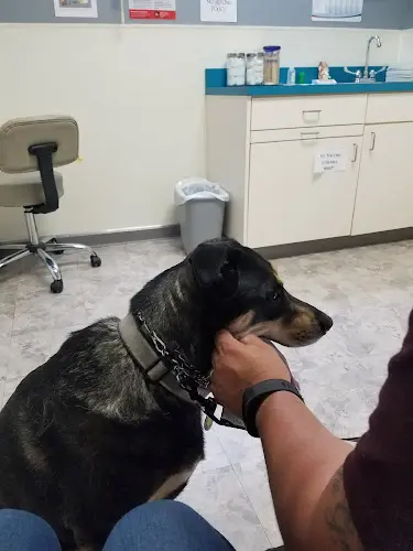 Pet vet Pamoist Pet Hospital Fresno