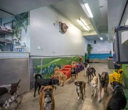 Dog day care center Fog City Dogs San Francisco