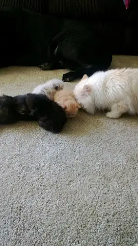 Dog breeder J. Simon's Himalayan Haven Salem