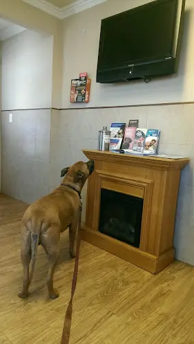 Pet vet Spruce Avenue Pet Hospital San Francisco