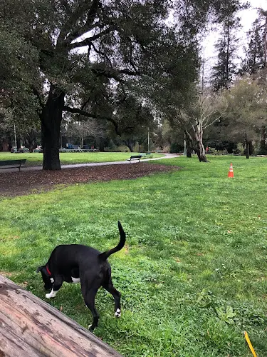 Dog Park Dimond Park Oakland