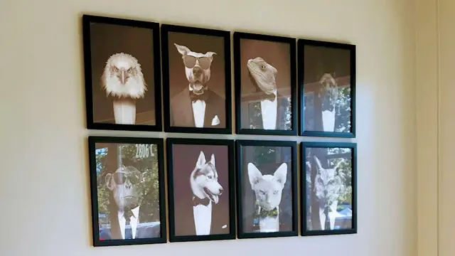 Pet vet Townsgate Pet Hospital Oxnard