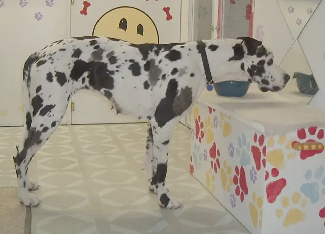 Dog day care center A Royal Ruffhouse - Dog Boarding & Daycare Victorville