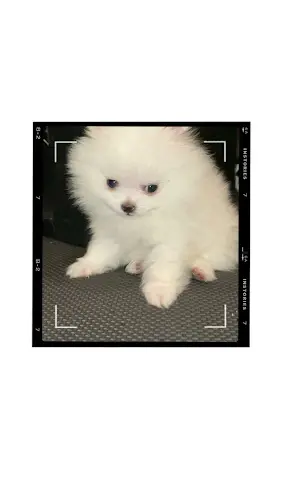 Dog breeder Pomeranian Friends Anaheim