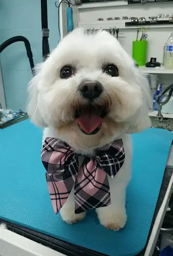 Dog Grooming Grooming by Connie Orange