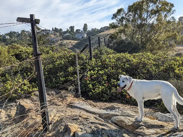 Dog Park Pulgas Ridge Open Space Preserve Daly City