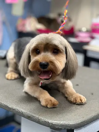Dog Grooming Enchanted Pet Grooming Salon Pomona