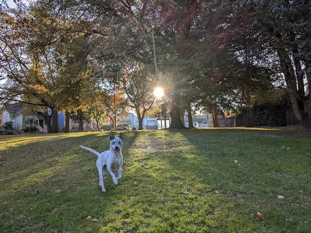 Dog Park Woodlawn City Park Portland
