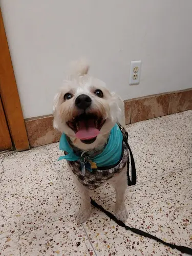 Pet vet Echo Park Veterinary Hospital Pasadena