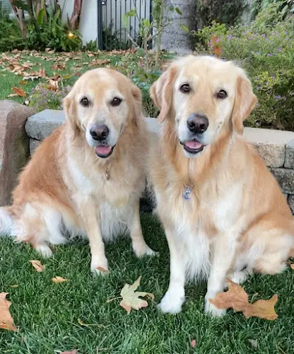 Dog breeder Angeles Animal Hospital Simi Valley
