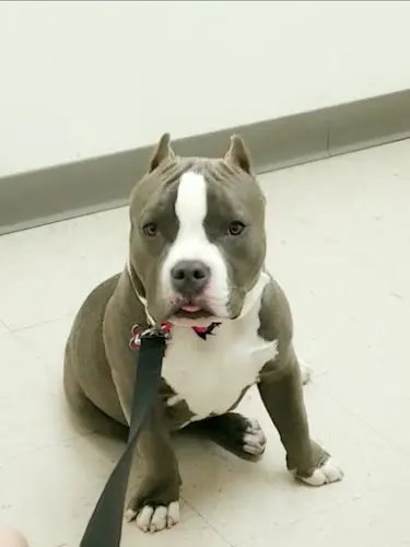 Pet vet Ark Animal Hospital Victorville