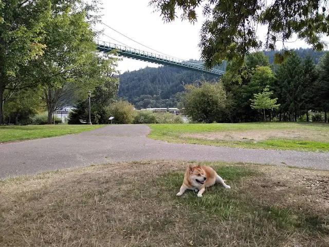 Dog Park Cathedral City Park Portland