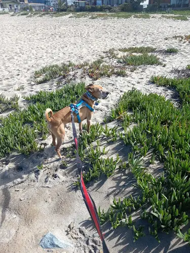 Dog Park Coronado Beach & Dog Park San Diego