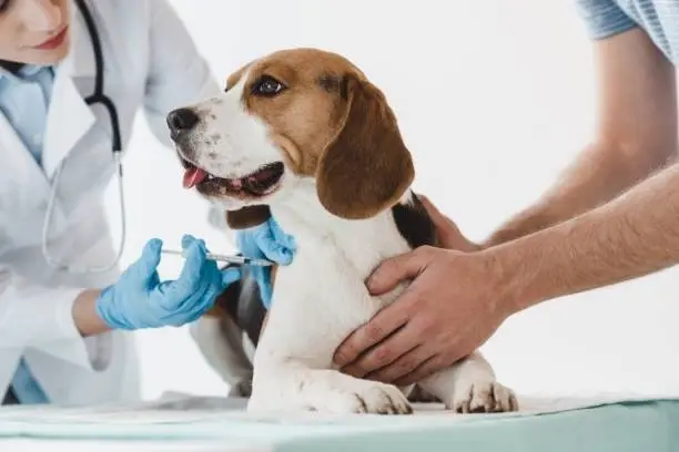 Pet vet Kelley's Pets Fresno