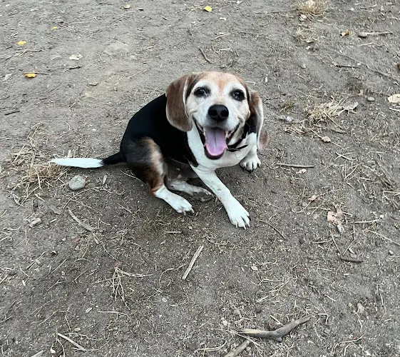 Pet boarding service Whidbey Island Pet Resort Everett