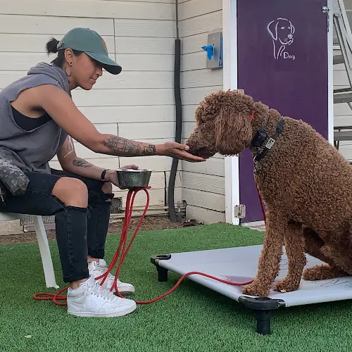 Dog trainer The Royal K9 Dog Psychology and Training Center Orange