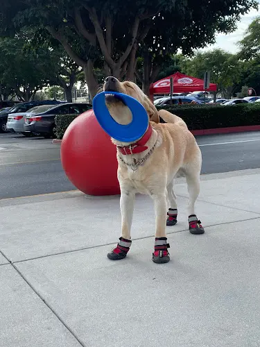 Pet boarding service Country Hills Animal Clinic Torrance