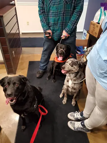 Pet boarding service VCA Covington Animal Hospital Kent